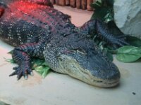 Paradisio Reptiel 09