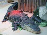 Paradisio Reptiel 10