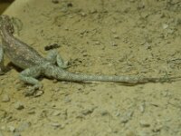 Paradisio Reptiel 12