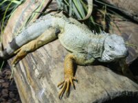 Paradisio Reptiel 13