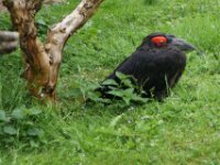 Paradisio Vogels 03