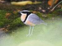 Paradisio Vogels 07