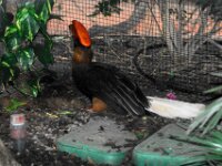 Paradisio Vogels 09