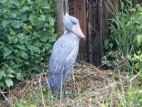 Paradisio Vogels 100