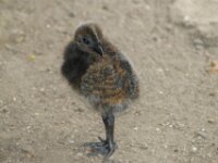 Paradisio Vogels 11