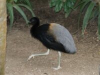 Paradisio Vogels 12