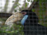 Paradisio Vogels 13