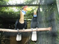 Paradisio Vogels 16