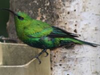 Paradisio Vogels 20