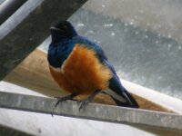 Paradisio Vogels 24