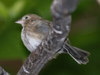 Paradisio Vogels 27
