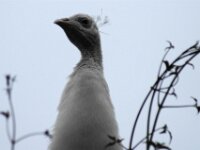 Paradisio Vogels 29