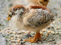 Paradisio Vogels 32