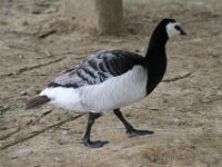 Paradisio Vogels 36