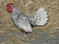 Paradisio Vogels 50