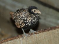 Paradisio Vogels 51