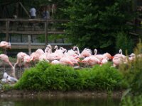 Paradisio Vogels 56