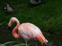 Paradisio Vogels 57