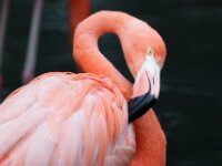 Paradisio Vogels 59
