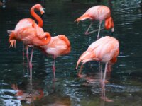 Paradisio Vogels 60