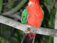 Paradisio Vogels 63