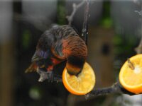 Paradisio Vogels 65