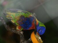 Paradisio Vogels 66
