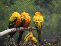 Paradisio Vogels 69