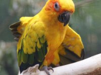 Paradisio Vogels 71