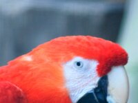 Paradisio Vogels 72