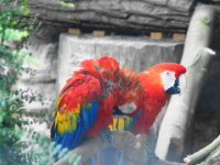 Paradisio Vogels 73