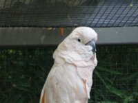 Paradisio Vogels 74