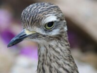 Paradisio Vogels 76