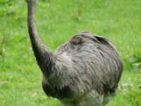 Paradisio Vogels 80