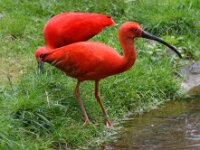 Paradisio Vogels 84