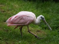 Paradisio Vogels 85