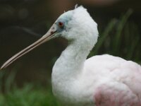 Paradisio Vogels 90