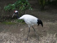 Paradisio Vogels 91