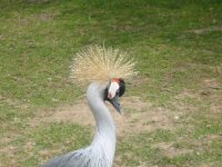 Paradisio Vogels 92a
