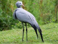 Paradisio Vogels 93