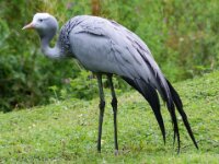 Paradisio Vogels 95