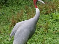 Paradisio Vogels 96