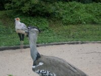 Paradisio Vogels 97