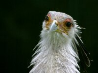 Paradisio Vogels 97c
