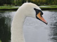 De tuinen van Annevoie 037