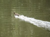 IMG 2768