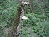 IMG 2818- (2)