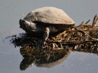 Brielmeersen 2009 053