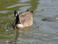 Brielmeersen 2009 061