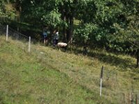 Herfstrit Esch sur Sure 127